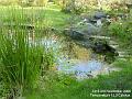 2006-1103pond